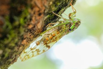 biological-cicada-grasshopper-34222.jpg